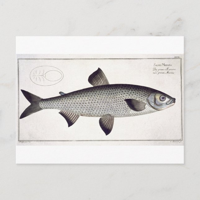 Salmon (Salmo Maraena) plate XXVII from 'Ichthyolo Postcard (Front)