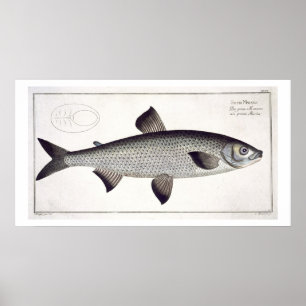 Salmon (Salmo Maraena) plate XXVII from 'Ichthyolo Poster