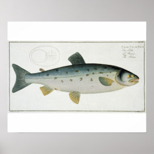 Salmon (Salmo Salar) plate XX from 'Ichthyologie, Poster