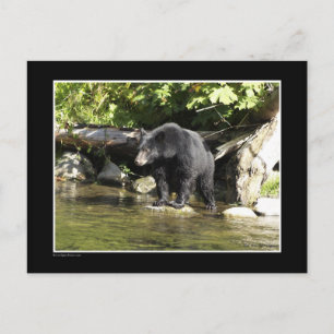 "Salmon Spotting" Black Bear Gifts Postcard