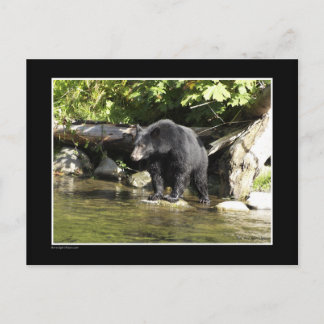 "Salmon Spotting" Black Bear Gifts Postcard