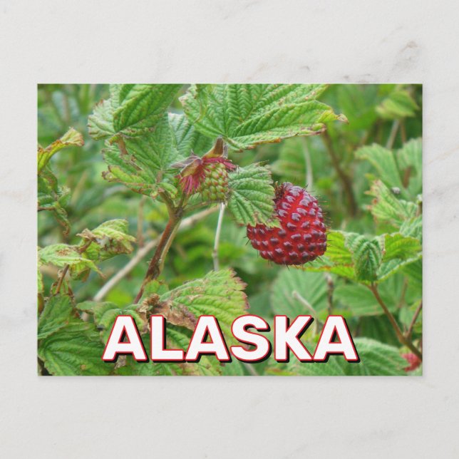 Salmonberries In Alaska Postcard (Front)
