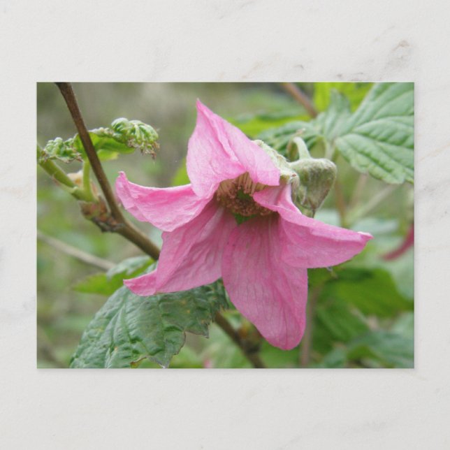Salmonberry Blossom, Unalaska Island Postcard (Front)