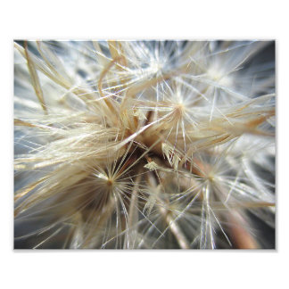 Salsify Seed Puff 10x8 Photo Print