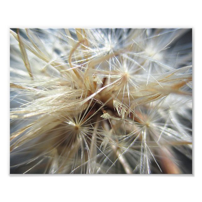 Salsify Seed Puff 10x8 Photo Print (Front)