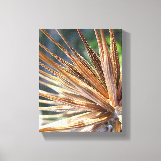 Salsify Spiky Seed Pod Canvas Print (Front)