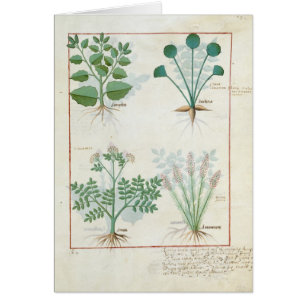 Salt Bush and Anthora Absinthium and Cardamom