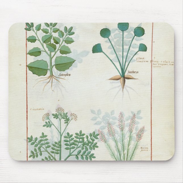 Salt Bush and Anthora Absinthium and Cardamom Mouse Mat (Front)
