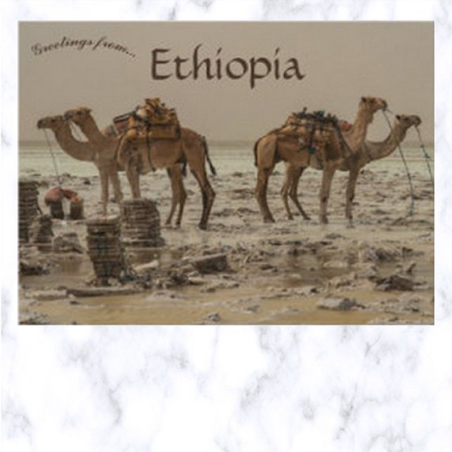 Salt Harvesting With Four Camels in Ethiopia Postcard (Creator Uploaded)