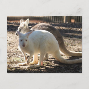 Salt & Pepper Wallaby's Postcard