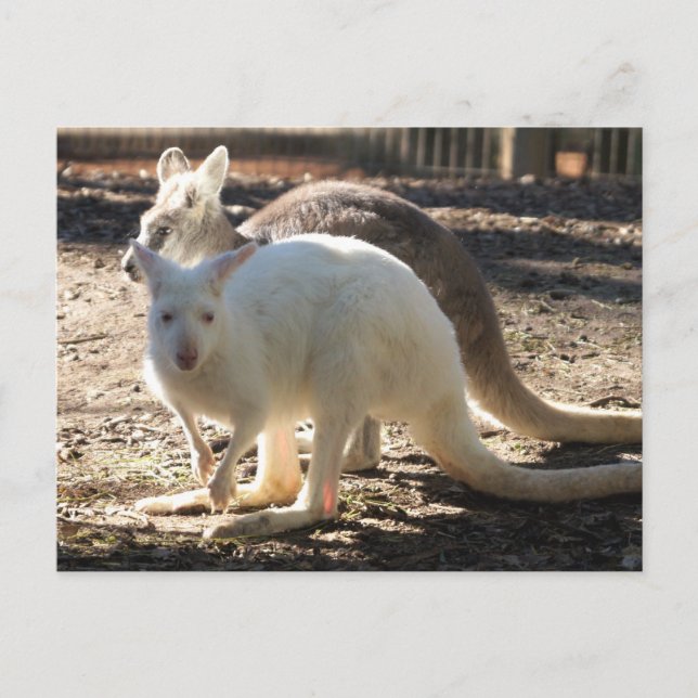 Salt & Pepper Wallaby's Postcard (Front)