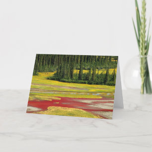 Salt Plain & Forest   Wood Buffalo National Park Card