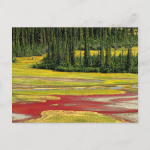 Salt Plain & Forest   Wood Buffalo National Park Postcard