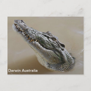 Salt water Crocodile Darwin Australia Postcard