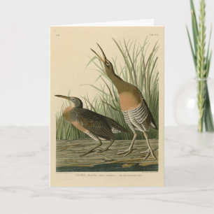 Salt Water Marsh Hen - Audubon's Birds of America Card