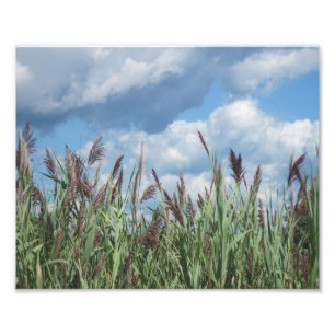 Salt Water Marsh Photo Print