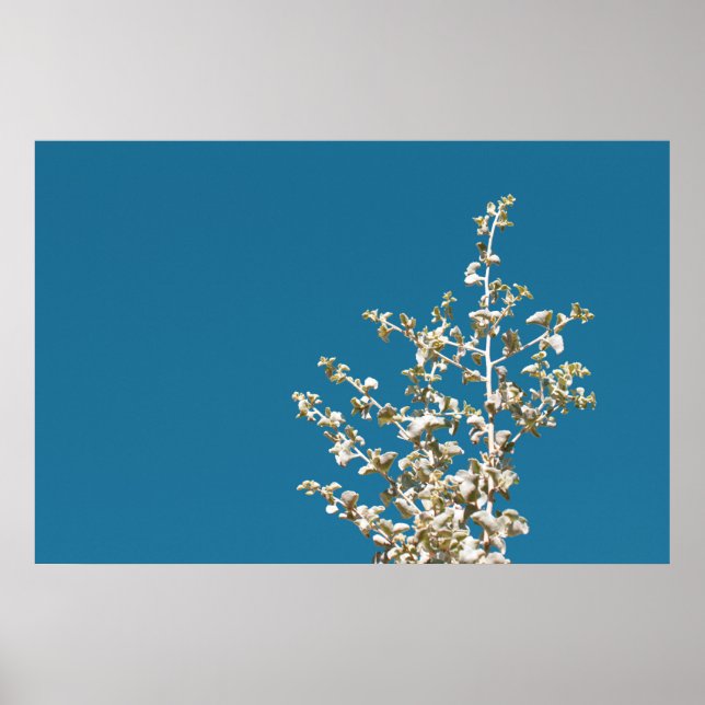 Saltbush Atriplex Leaf Nature Minimalistic Poster (Front)