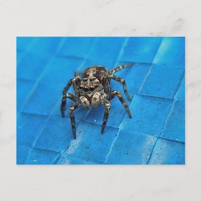 Salticid Black & White Jumping Spider Postcard (Front)