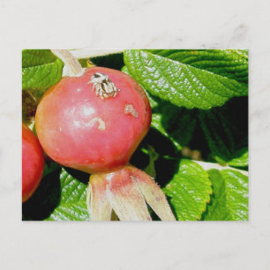 Salticid Jumping Spider on Beach Rose Hips Postcard