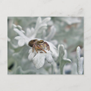 Salticid Jumping Spider on Dusty Miller Postcard