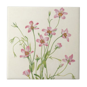 Saltmarsh Rosegentian by Mary Vaux Walcott Tile