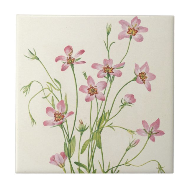 Saltmarsh Rosegentian by Mary Vaux Walcott Tile (Front)