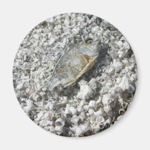 Salton Sea Magnet