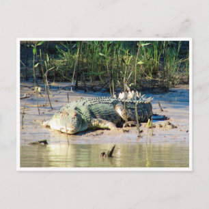 saltwater crocodile postcard