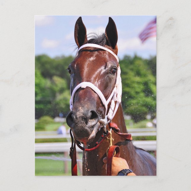 Saluda, 2 year old filly by Congaree Postcard (Front)