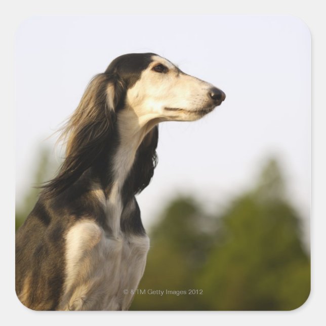 Saluki 2 square sticker (Front)