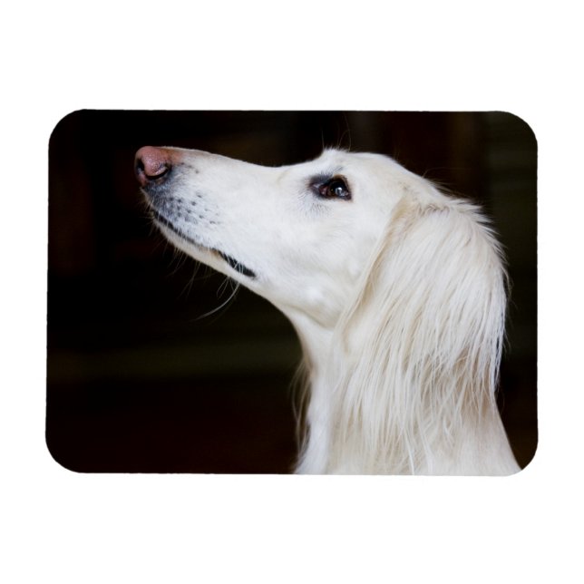 Saluki Looking Up Magnet (Horizontal)