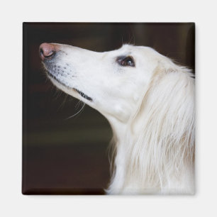 Saluki Looking Up Magnet