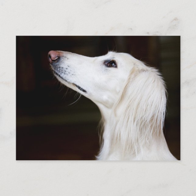 Saluki Looking Up Postcard (Front)