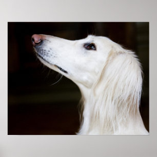 Saluki Looking Up Poster