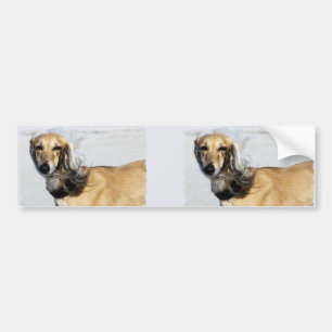 Saluki Portrait Bumper Sticker