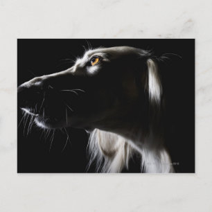 Saluki, portrait postcard