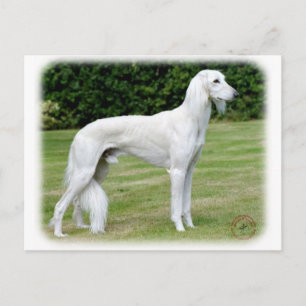 Saluki Postcard