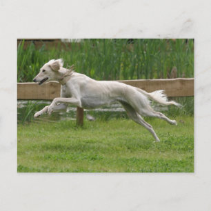 saluki postcard