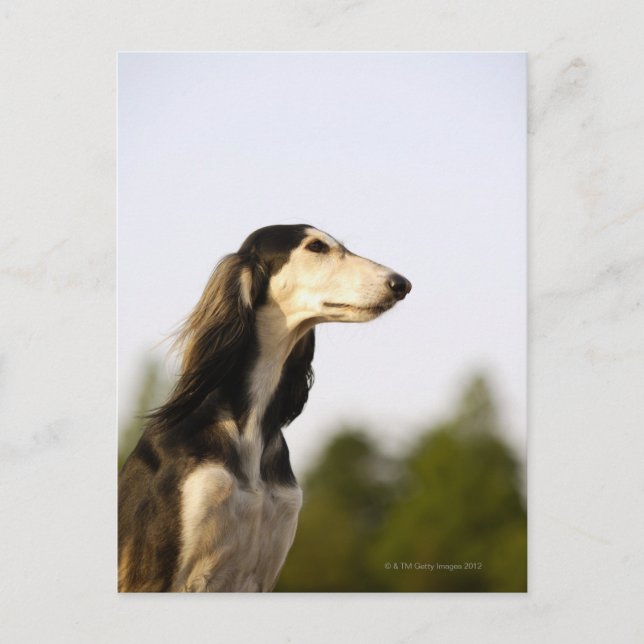 Saluki Postcard (Front)