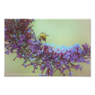 Salutations Photo Print