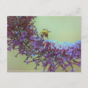 Salutations Postcard