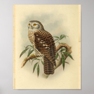 Salvadori's Hawk Owl Bird Colour Vintage Print