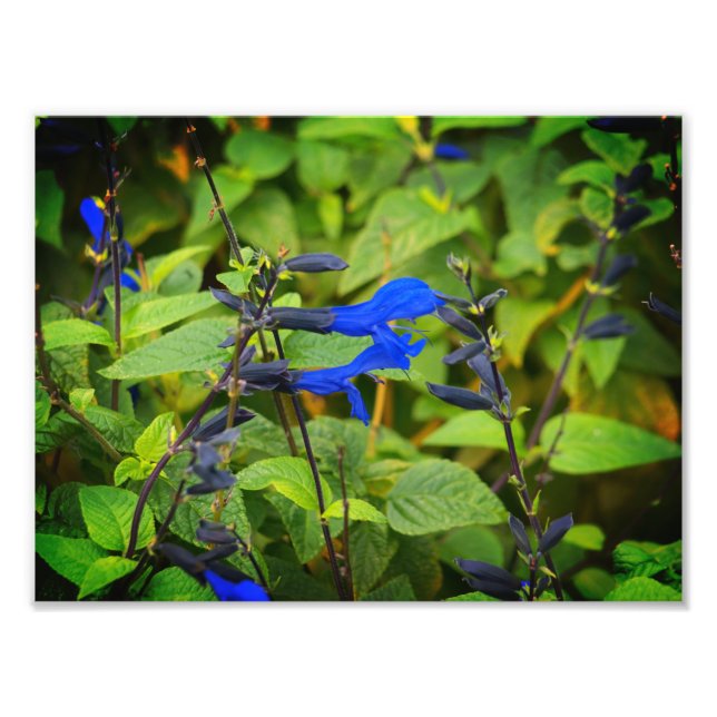 Salvia guaranitica the black and blue blooms photo print (Front)