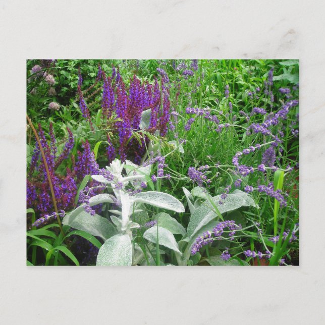 Salvia, Lavendar, Lambs ear Postcard (Front)