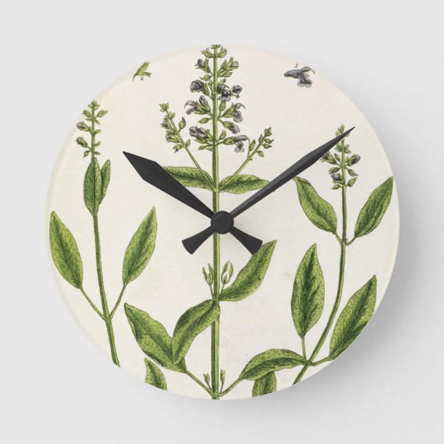 Salviam from 'A Curious Herbal', 1782 (color engr Round Clock (Front)