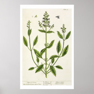 Salviam from 'A Curious Herbal', 1782 (colour engr Poster
