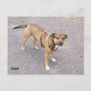 Sam Postcard