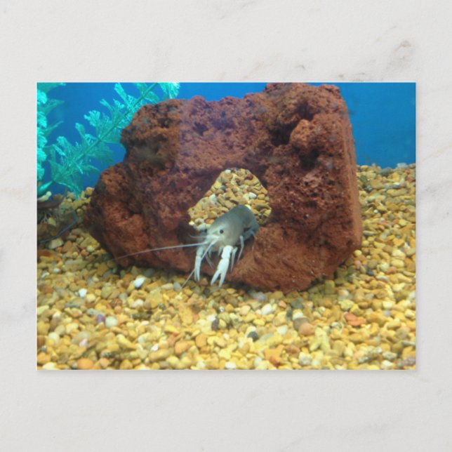 Sam the blue lobster crayfish postcard (Front)