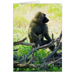 Samburu Baboon