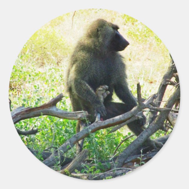Samburu Baboon Classic Round Sticker (Front)